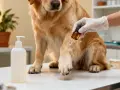 Veterinario aplica gotas de cristalmina en la pata de un perro.