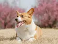 Corgi con lengua afuera, relajado en la hierba. Sus orejas erguidas y mirada atenta, sin gestos de un perro dominante.