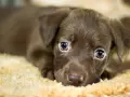 Adorable cachorro marrón con ojos azules, quizás con un soplo en el corazón, descansa sobre una manta suave.