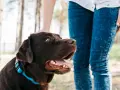 Un perro marrón con collar azul mira hacia arriba mientras una persona le acaricia la cabeza. Parece que mi perro no acepta al nuevo cachorro.