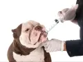 Un perro recibe medicina de una jeringa. Saber cada cuanto se desparasita a un perro es clave para su salud.