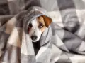Un perro constipado se acurruca bajo una manta a cuadros, con los ojos tristes y la nariz húmeda.