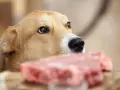 Un perro mira con interés un trozo de carne cruda, recordándonos que los perros pueden comer carne cruda.