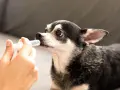 Chihuahua recibiendo líquido de una jeringa, posiblemente para tratar hipoglucemia en perros.