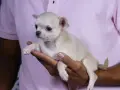 Un adorable cachorro chihuahua, ideal para quienes buscan perros que no sueltan pelo, descansa en una mano.