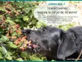 Un perro negro disfruta de moras silvestres. Comer moras mejora la salud de tu perro, aportando antioxidantes, Omega 3, fibra y vitaminas.
