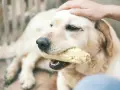 Mi perro me da mordisquitos mientras mastica una mazorca de maíz. Su cabeza es acariciada por una mano.