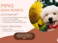 Un perro blanco feliz junto a un girasol. El texto indica que los perros pueden comer pipas de calabaza, que son saludables y beneficiosas.