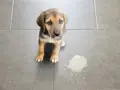 Cachorro con ojos tristes mira al lado de un charco de vómito verde.