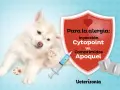 Cachorro con picazón, buscando una alternativa a los corticoides en perros. Jeringa y pastillas comparan Cytopoint vs Apoquel.