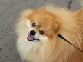 Un adorable pomchi perro, con su pelaje esponjoso y ojos vivaces, mira hacia arriba con la lengua fuera, listo para jugar.