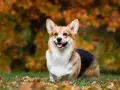 Un adorable corgi perro sonríe felizmente en un campo cubierto de hojas de otoño.