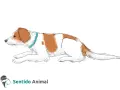 Un perro blanco y marrón con collar azul, en una de las formas de sentarse de un perro, con las patas delanteras extendidas.