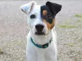 Perro bodeguero con cara de dos colores, blanco y negro con manchas marrones, mirando atentamente.