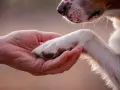 Una mano sostiene la pata de un perro. Un momento de ternura, quizás al considerar los requisitos para sacrificar un perro.