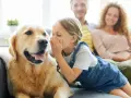 Niña susurra secretos a un golden retriever, como si los perros se comunicaran entre ellos. Padres sonríen al fondo.