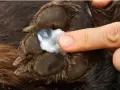 Aplicando blastoestimulina para perros en una pata herida.