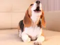 Un beagle cachorro, con su boca abierta, parece que mi perro llora por todo, pero en realidad está aullando de alegría.