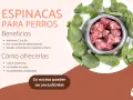Un cuenco de carne cruda rodeado de espinacas frescas. Los perros pueden comer espinacas, aportando vitaminas y minerales.