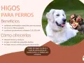 Un perro blanco y feliz en la hierba, con una burbuja de pensamiento que muestra higos. Los perros pueden comer higos como premio.