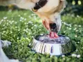 Perro bebiendo agua en un cuenco metálico, rodeado de hierba y margaritas. Una imagen que evoca la frescura y el cuidado, como una dieta renal para perros casera.