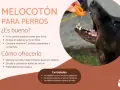 Un perro negro disfruta de un trozo de melocotón ofrecido por una mano. El texto explica los beneficios del melocotón para perros.