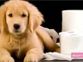 Cachorro golden retriever rodeado de rollos de papel higiénico, reflexionando sobre cuanto tarda un cachorro en aprender a hacer sus necesidades.