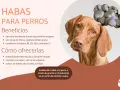 Un perro mira pensativo un grupo de habas. El texto indica que los perros pueden comer habas, destacando sus beneficios y cómo ofrecerlas.