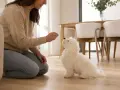 Mujer enseña a un bichón maltés con premios. Aprende como educar a un bichon maltes con paciencia y recompensas.