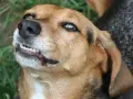 Primer plano de un perro marrón con la boca entreabierta, mostrando sus dientes. Parece que mi perro gruñe cuando juega, ¡pero es solo su forma de divertirse!