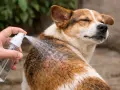 Mano aplica spray antipulgas casero a un perro con pelaje marrón y blanco.