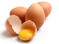 Huevos marrones, uno roto mostrando la yema brillante. ¡Un manjar que los perros pueden comer!