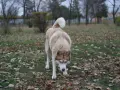 Husky de ojos azules, con pelaje claro y marrón, camina agachado entre hojas secas. Parece que mi perro se escapa de la finca, explorando el parque.