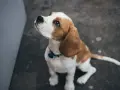 Un beagle sentado mira hacia arriba con ojos suplicantes. A veces, mi perro no me hace caso cuando lo suelto, pero su mirada me derrite.