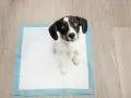 Mi perro se tumba en el empapador, esperando pacientemente.