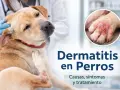 Perro con piel irritada en patas y codo, siendo examinado por un veterinario. Imagen muestra dermatitis en perros.