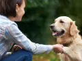 Mujer sonríe a su perro golden retriever mientras le da la pata, un momento clave en como educar a un perro adulto.