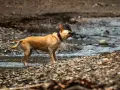 Perro marrón sacudiéndose el agua en un arroyo, un ejemplo de porque se sacuden los perros para secarse.