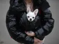 Un chihuahua blanco asoma de una chaqueta acolchada negra. ¡Hay que tapar a los perros para dormir y que estén calentitos!