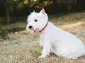 Un adorable perro blanco pequeño, con su lengua afuera, descansa en la hierba bajo el sol.