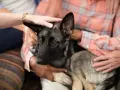 Manos acarician a un perro pastor alemán con demencia, un momento tierno antes de sacrificarlo.