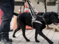 Perro guía negro con arnés, entrenando para ayudar. A qué edad se relaja un perro es una pregunta que depende de su entrenamiento y personalidad.