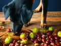 Un perro negro olfatea castañas y hojas secas sobre una mesa de madera. Los perros pueden comer castañas, pero con precaución.