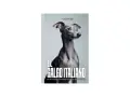 Un elegante galgo italiano, con su esbelto cuello y mirada curiosa, posa para la portada de "El Galgo Italiano: Guía Completa para Dueños Primerizos".
