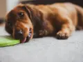 Un perro salchicha marrón lame un frisbee verde. Parece que mi perro no juega con juguetes, solo los lame.