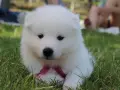 Un cachorro blanco y esponjoso con un lazo rosa, parece uno de esos perros que parecen peluches, sentado en la hierba.
