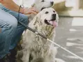 Un hombre acaricia a un perro guía, mostrando cómo ganarse la confianza de un perro con paciencia y afecto.