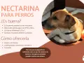 Un perro mira atentamente una nectarina. El texto indica que los perros pueden comer nectarina, aportando agua, fibra y vitaminas.