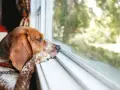 Un perro con orejas largas mira por la ventana, con la pata apoyada en el alféizar. Parece que mi perro quiere volver a casa.