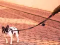 Mi perro se queda parado en la calle, un bulldog francés blanco y negro, con su correa sujeta por una mano.